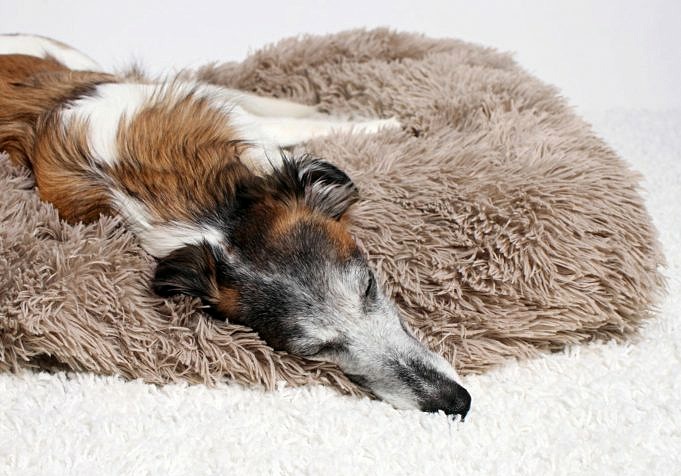 Was Bedeuten Die Schlafpositionen Ihres Hundes?
